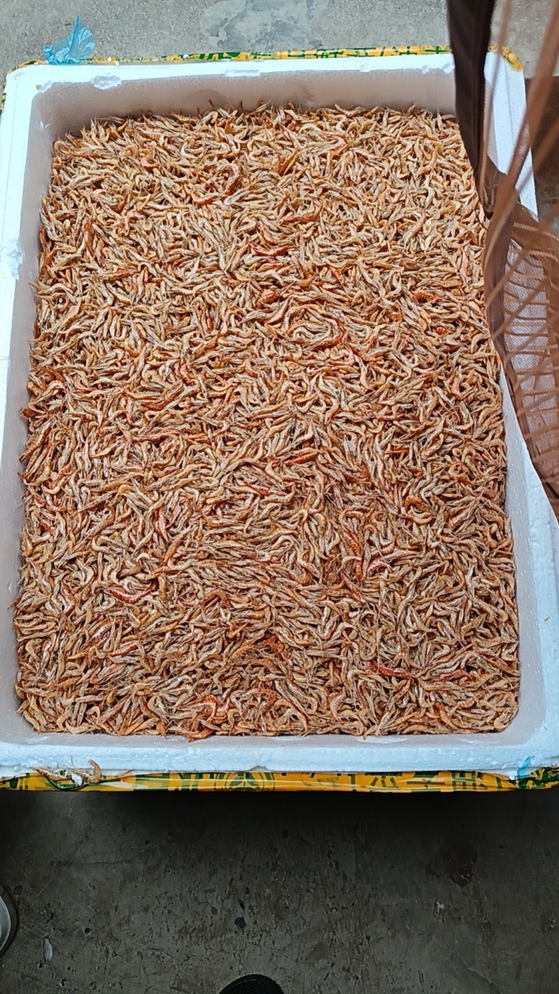 小黄鱼干