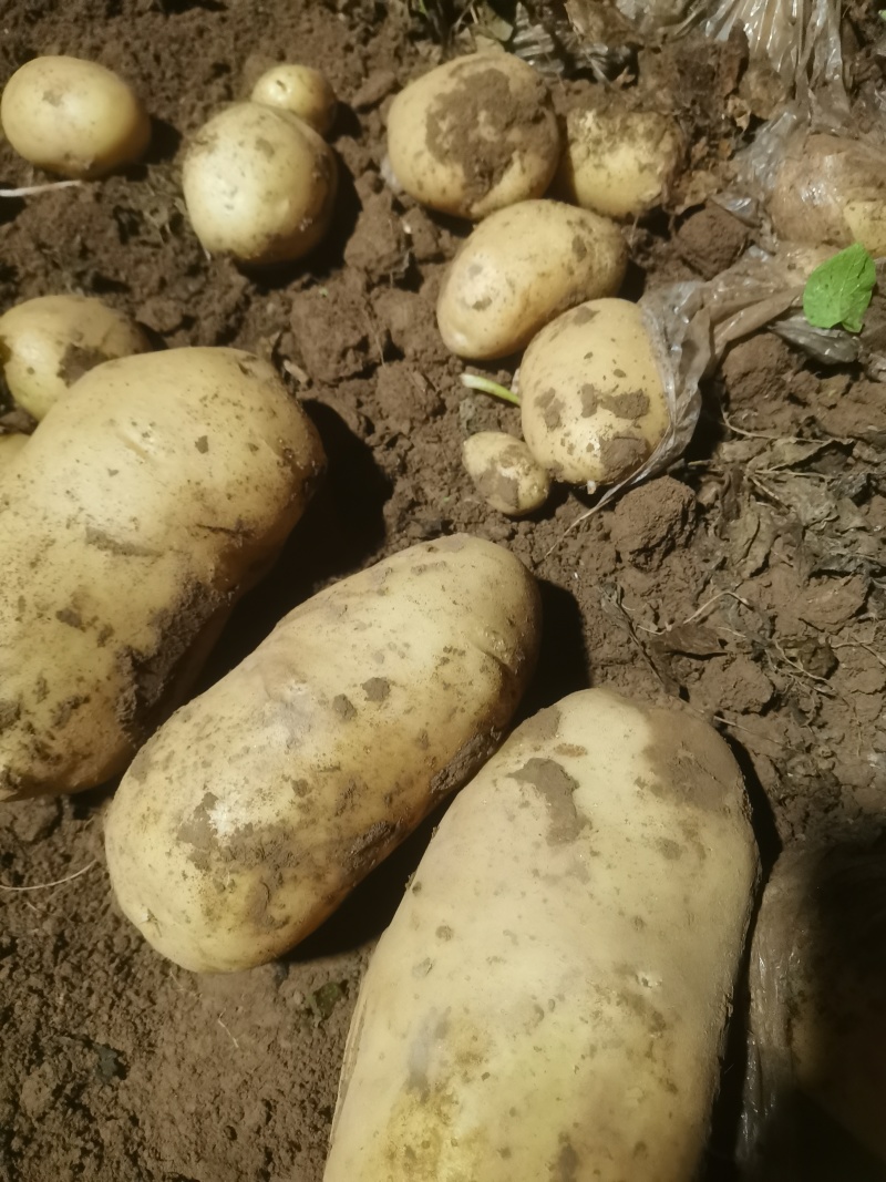 开封市尉氏县黄心土豆