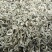 高香雪花绿茶产地直供货真价实全国发货