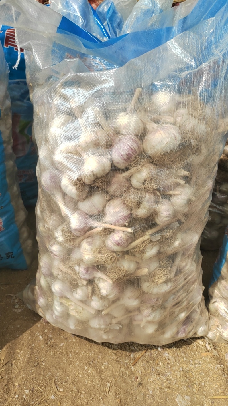发往河南高标蒜种