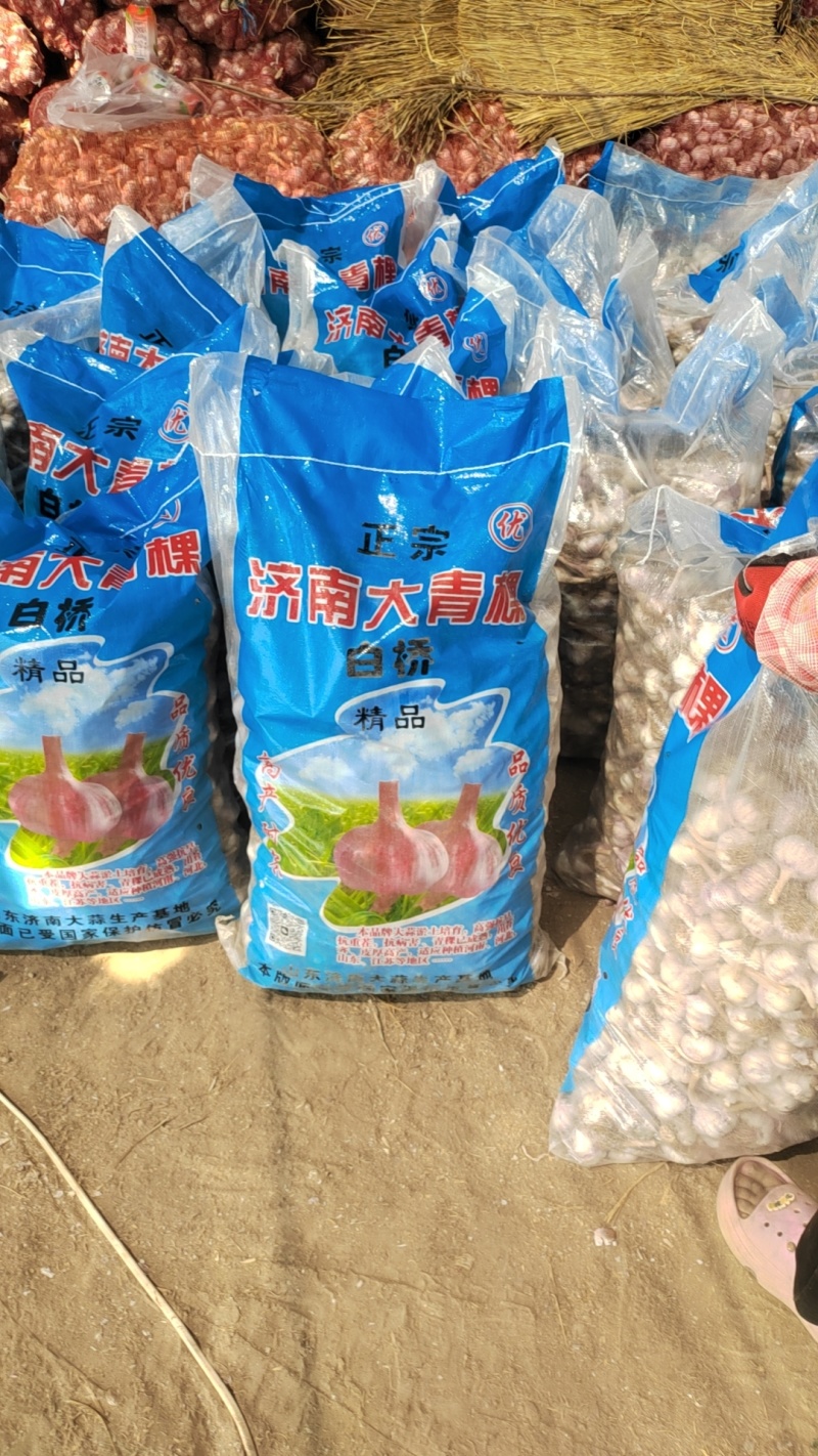 发往河南高标蒜种