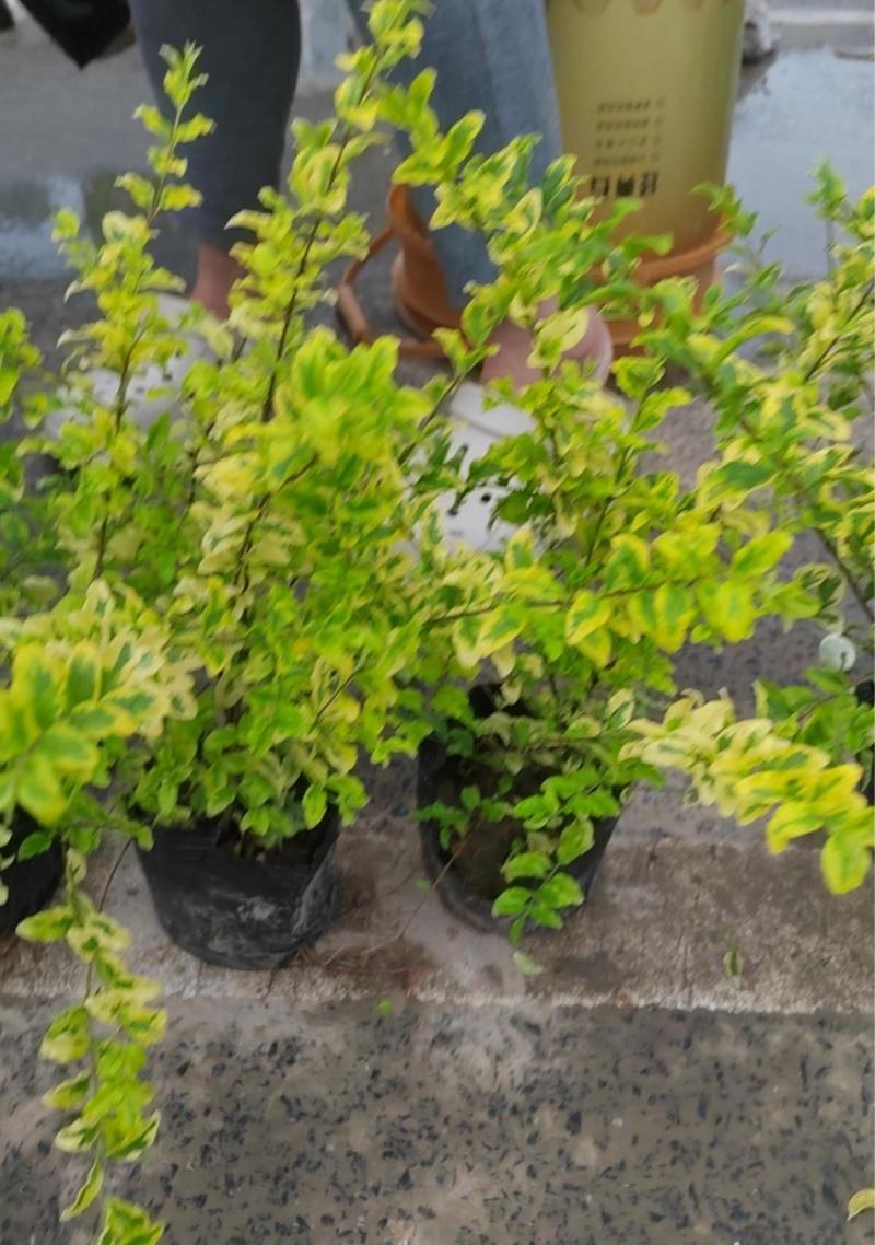 精品亮晶女贞大杯苗，毛球苗低价甩卖，可视频看货