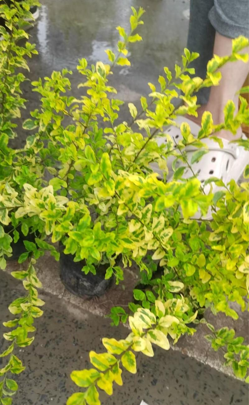 精品亮晶女贞大杯苗，毛球苗低价甩卖，可视频看货
