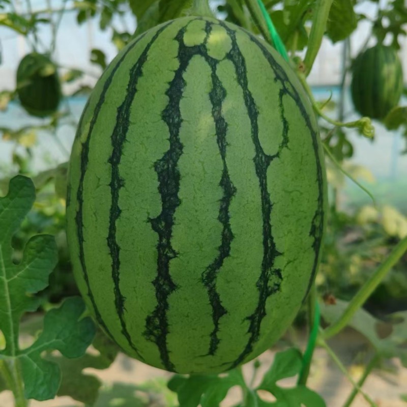河北保定清苑吊瓜