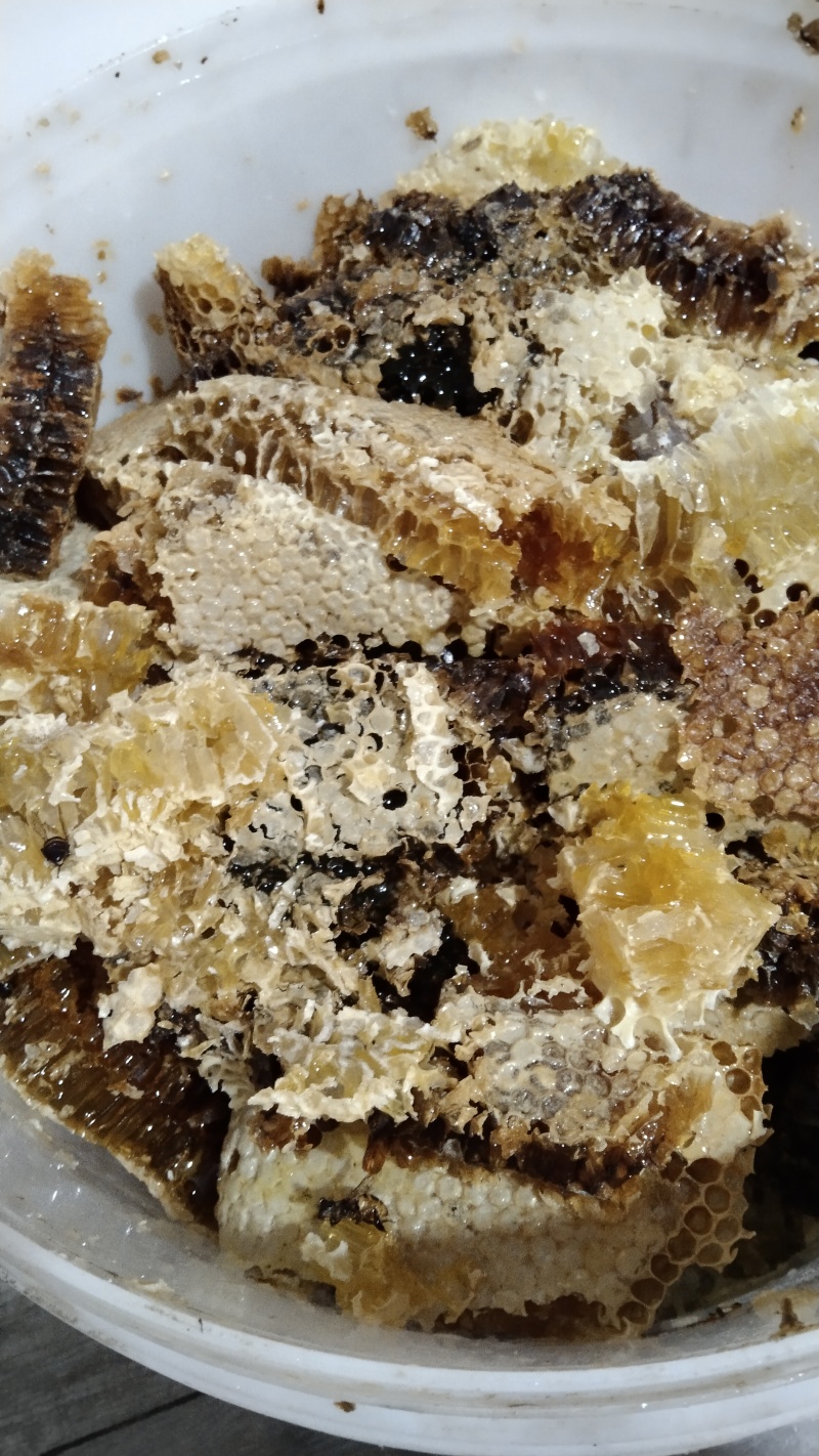 自己养的土蜂蜜