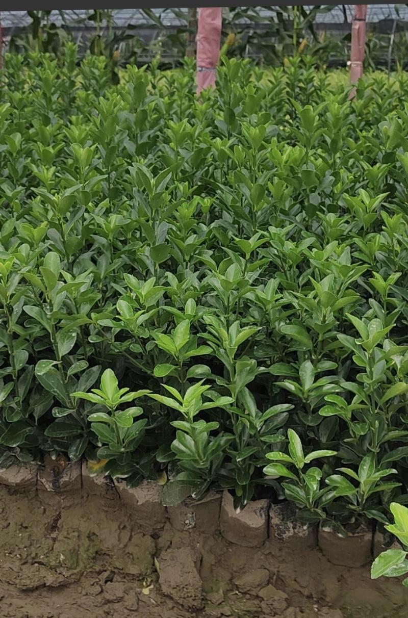 精品大叶黄杨：大杯，毛球低价出售！