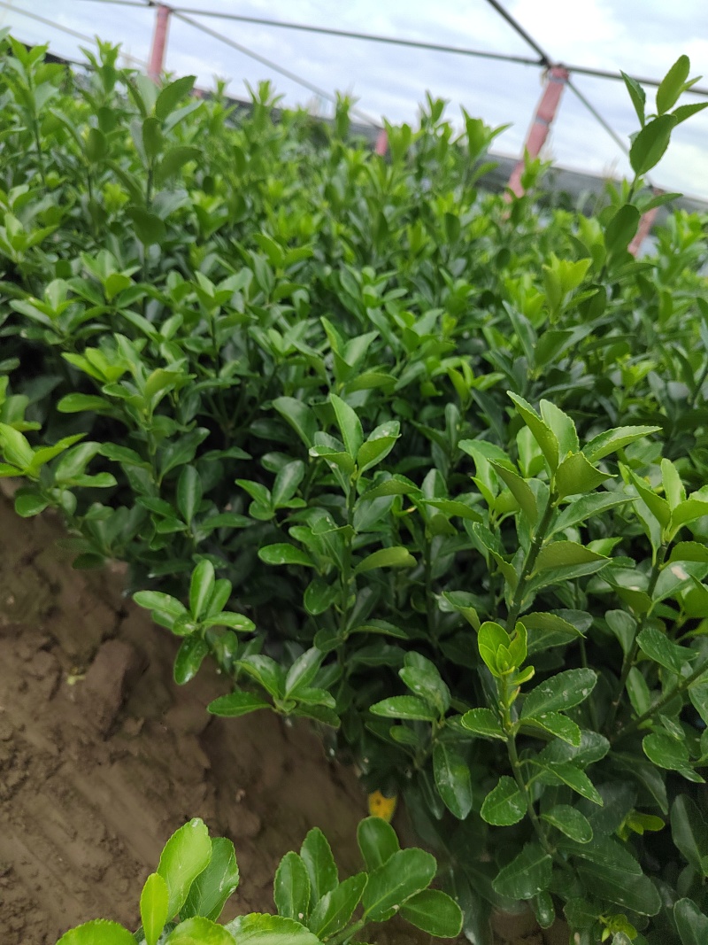 精品大叶黄杨：大杯，毛球低价出售！
