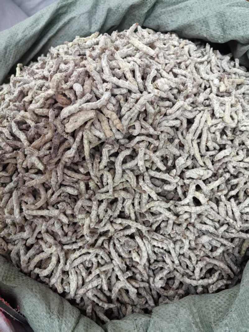 僵蚕批发