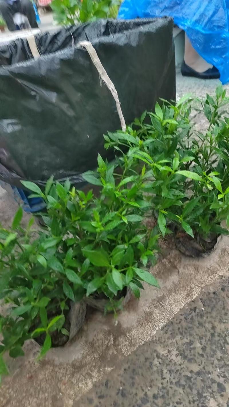 夏鹃：精品，大杯，小杯，毛球