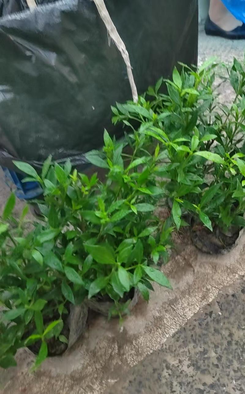 夏鹃：精品，大杯，小杯，毛球