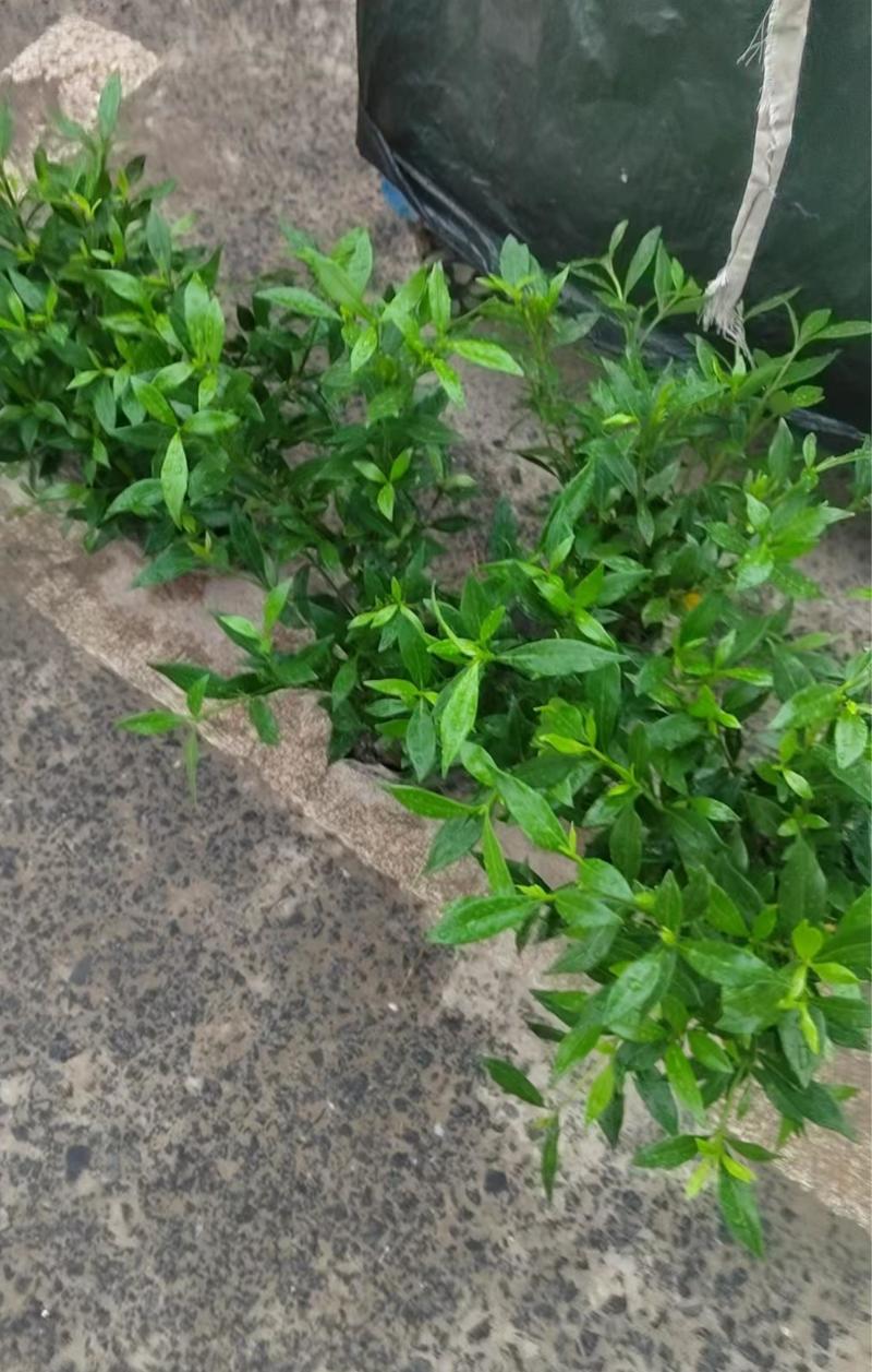 夏鹃：精品，大杯，小杯，毛球