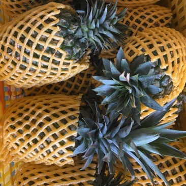 徐闻各种凤梨，菠萝，