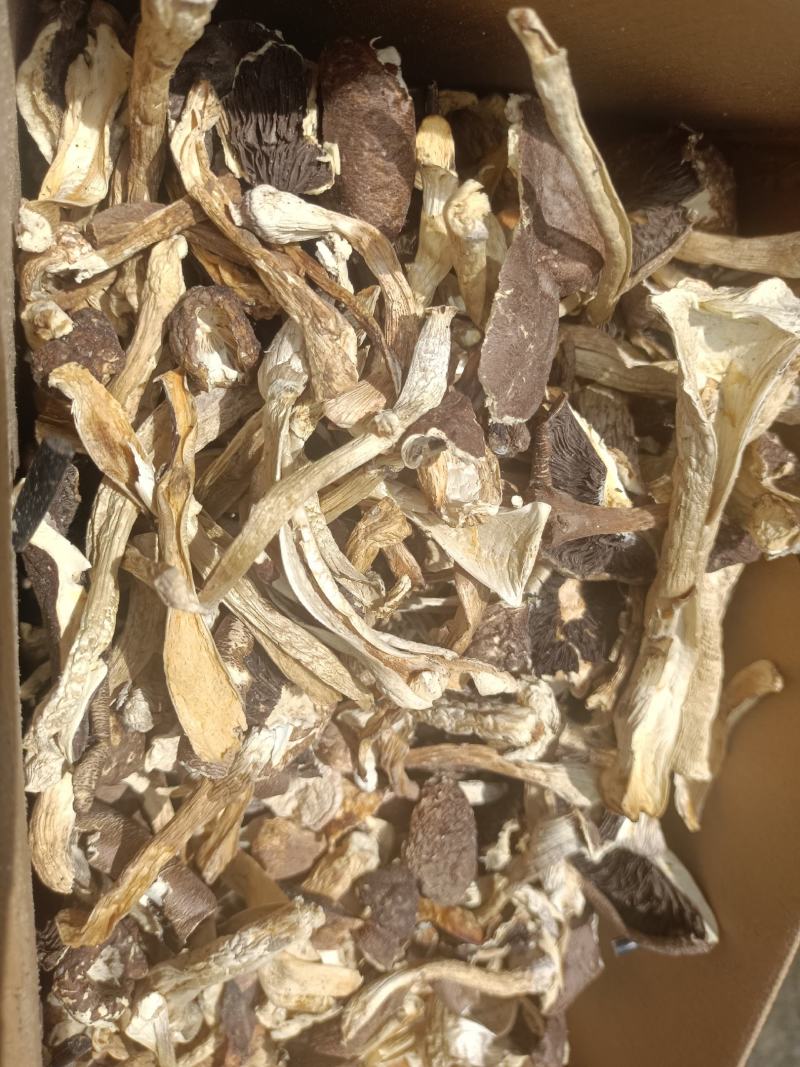 干赤松茸大量现货供应规格齐全品质保证，可视频看货代发全国