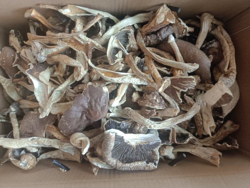干赤松茸大量现货供应规格齐全品质保证，可视频看货代发全国