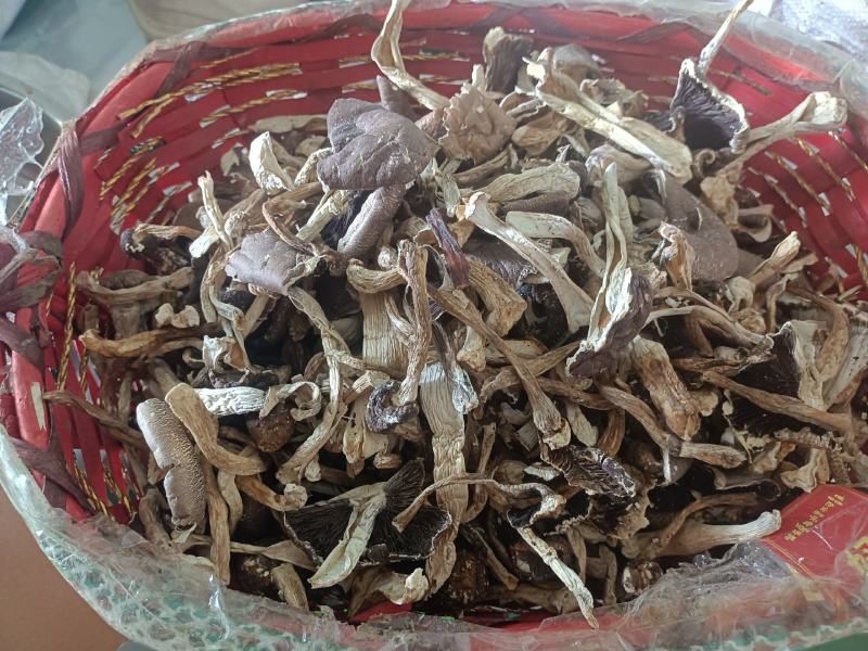 干赤松茸大量现货供应规格齐全品质保证，可视频看货代发全国