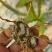 大白及三叉紫花白及白及苗各种规格
