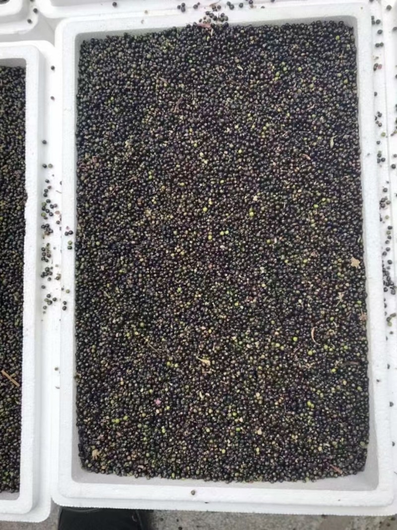 大量通草种子大通草种子种苗通心草