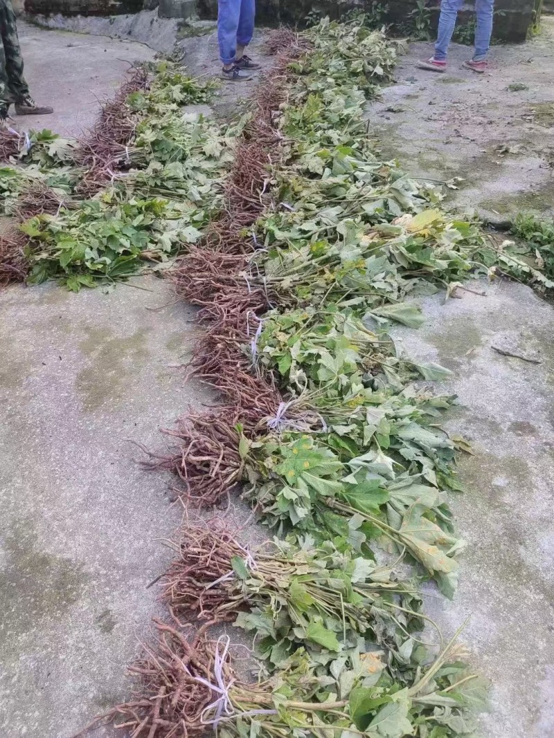 大量通草种子大通草种子种苗通心草