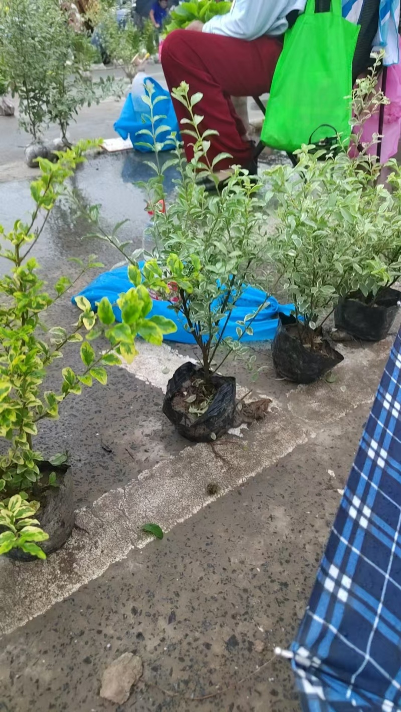 精品金边黄杨，低价出售！