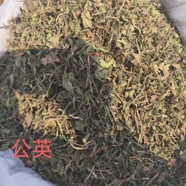 蒲公英