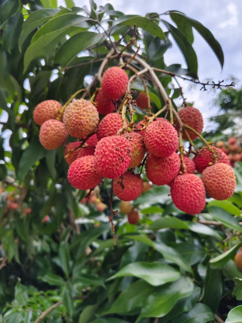 浆纱蓝荔枝四川合江荔枝产地直供大量批发一手货源