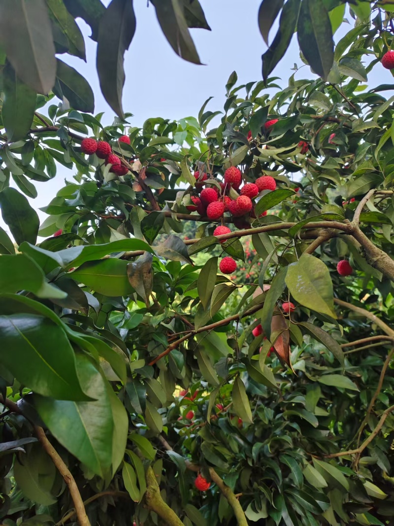 浆纱蓝荔枝四川合江荔枝产地直供大量批发一手货源
