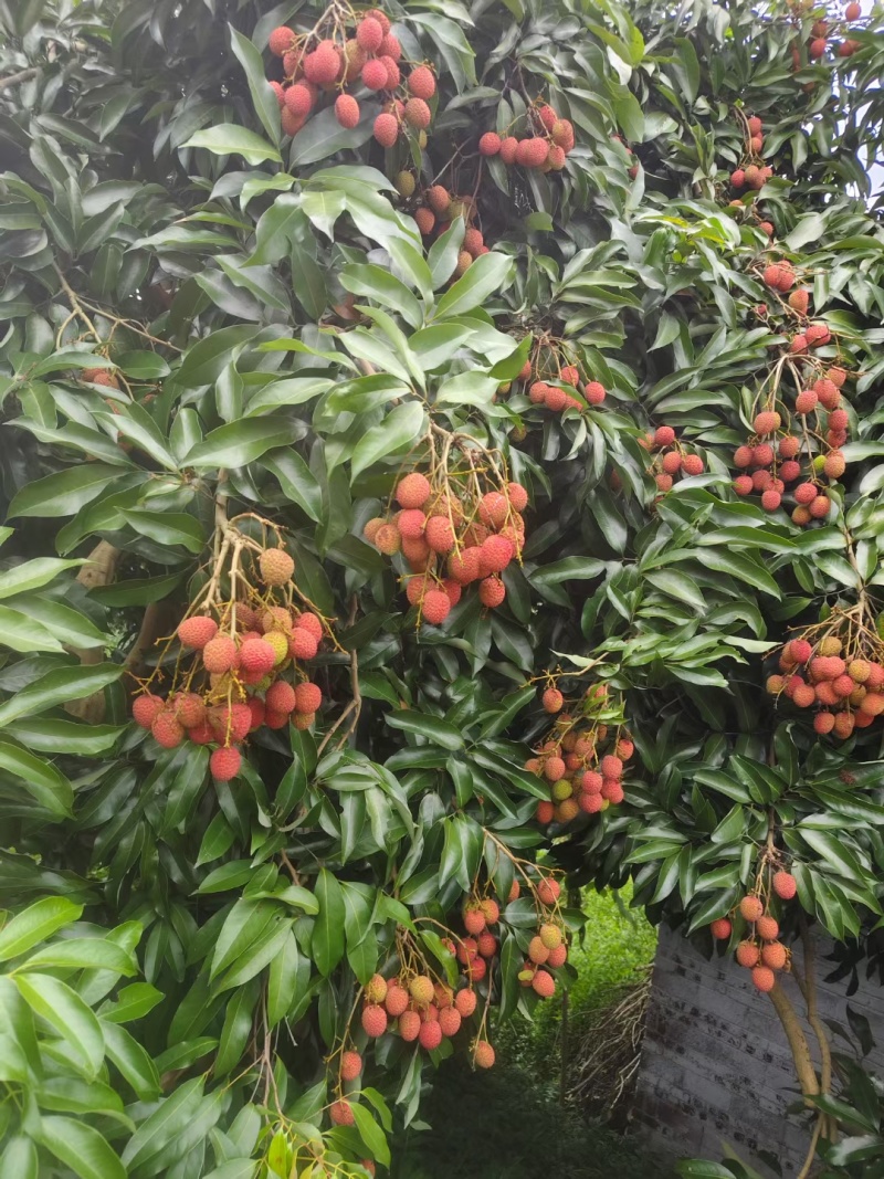浆纱蓝荔枝四川合江荔枝产地直供大量批发一手货源