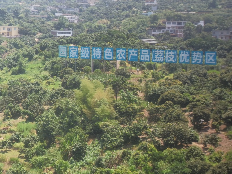 浆纱蓝荔枝四川合江荔枝产地直供大量批发一手货源