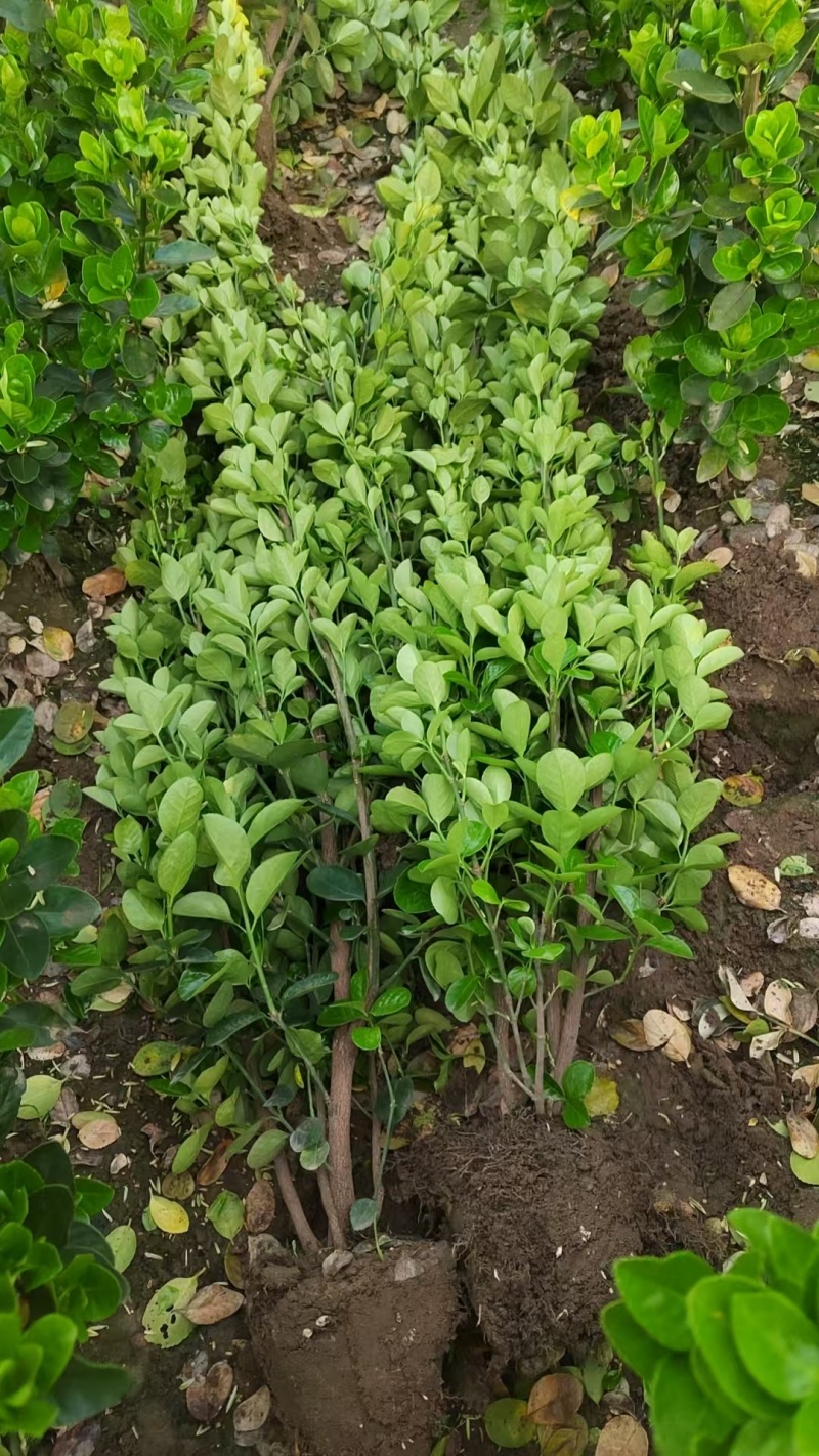 丛生北海道精品绿篱