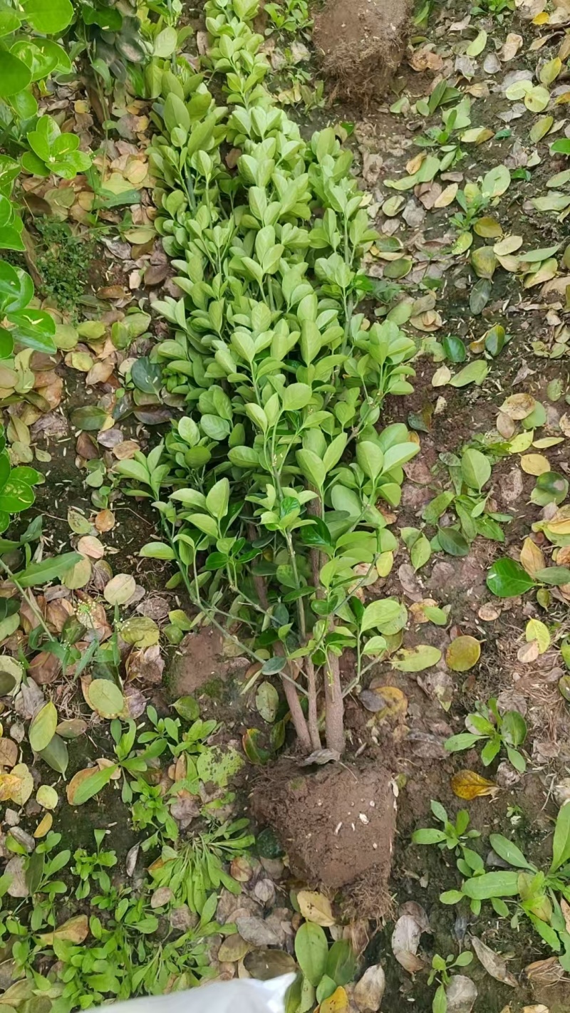 丛生北海道精品绿篱