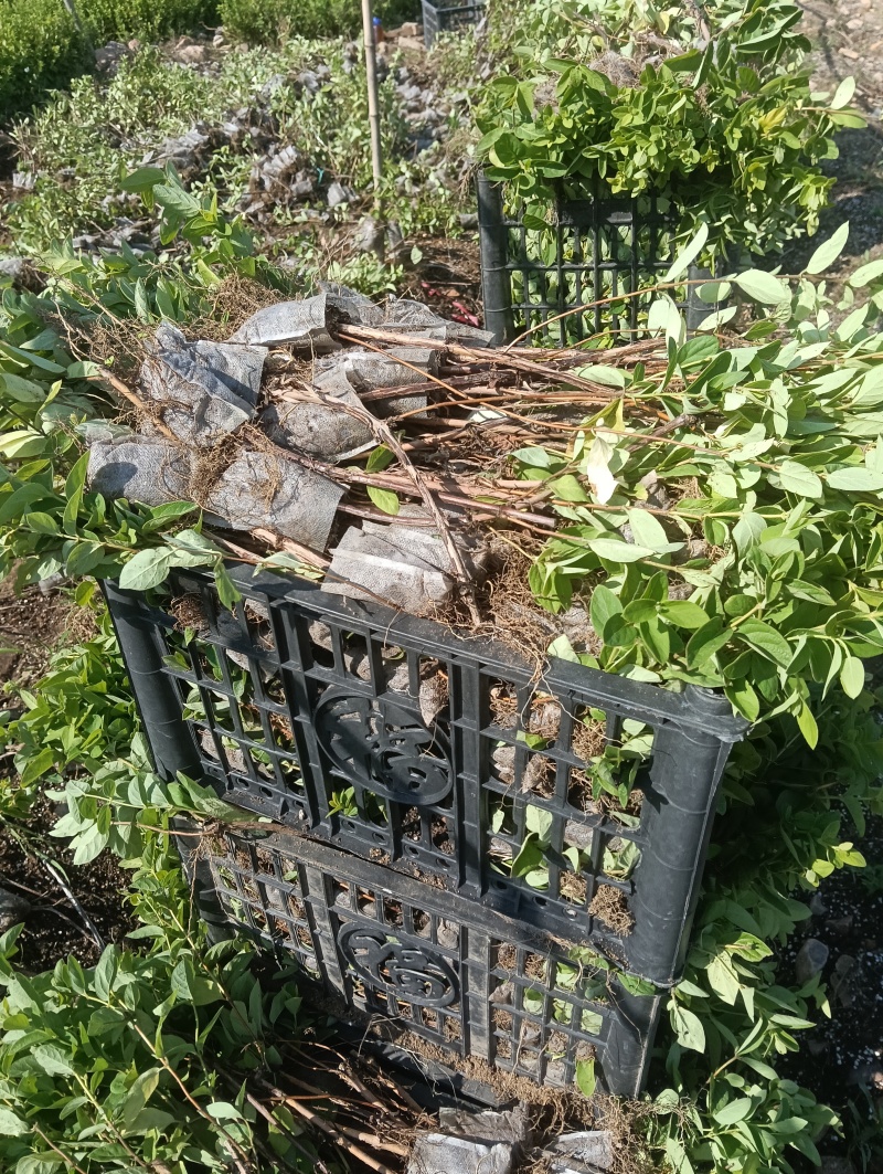 金银花苗，营养杯苗。免费技术指导，成活率高。