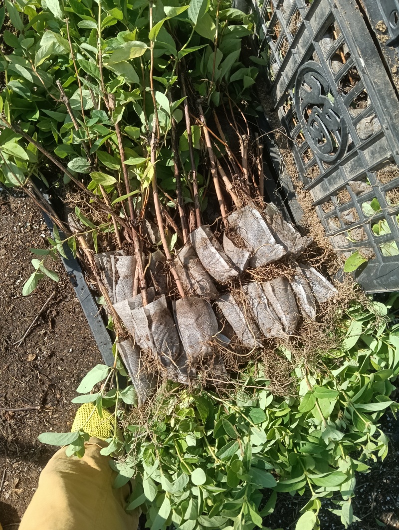 金银花苗，营养杯苗。免费技术指导，成活率高。