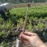 金银花苗，营养杯苗。免费技术指导，成活率高。