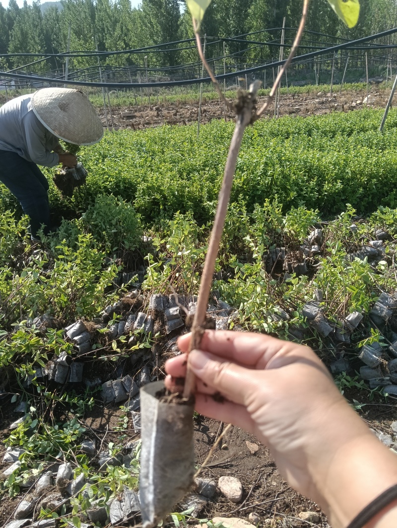 金银花苗，营养杯苗。免费技术指导，成活率高。