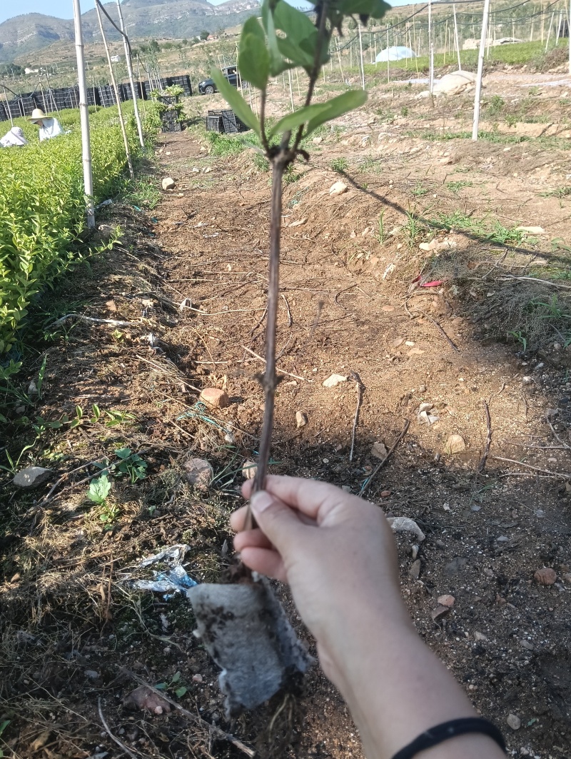 金银花苗，营养杯苗。免费技术指导，成活率高。