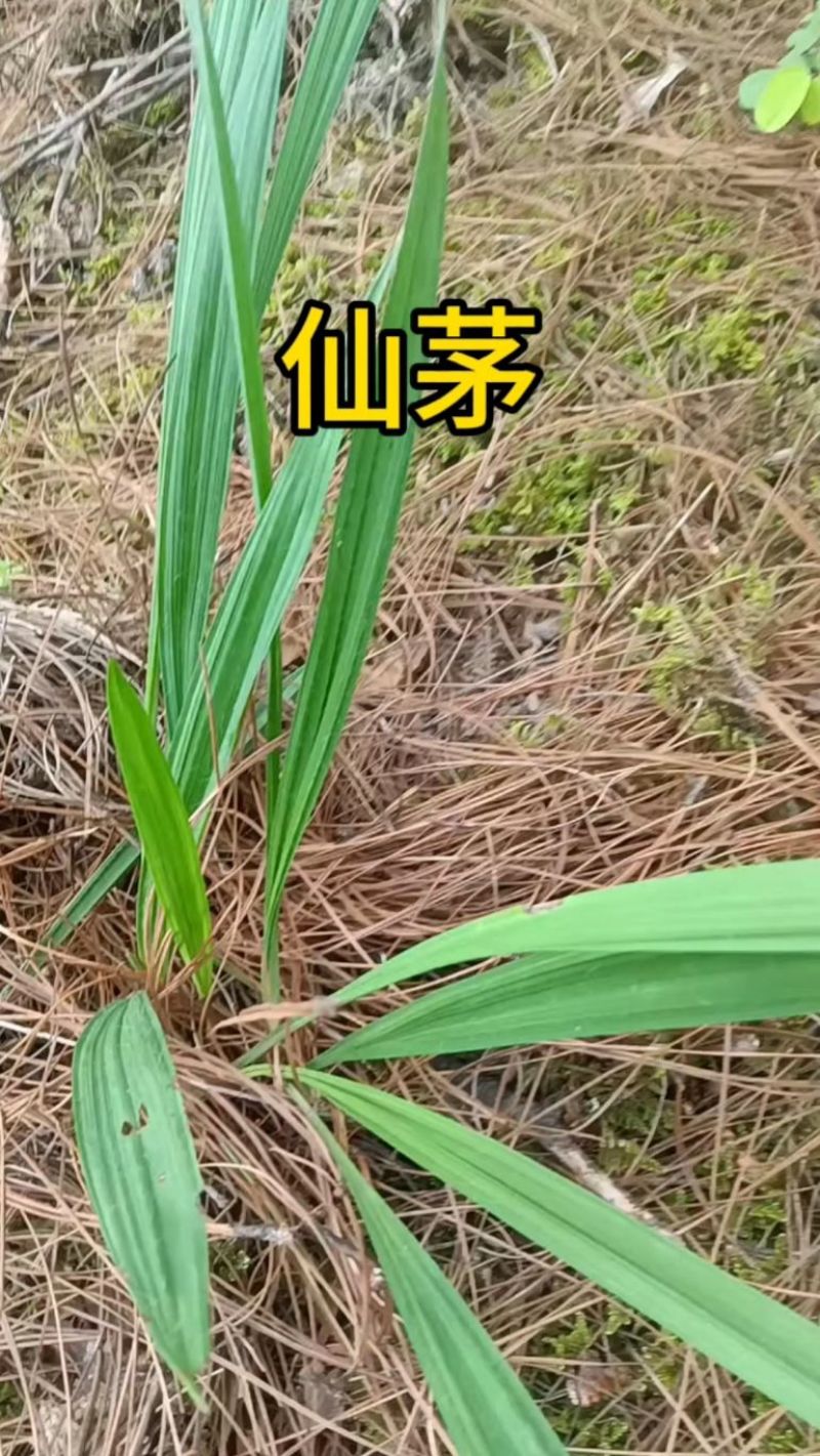 仙茅草纯野生现挖10斤起