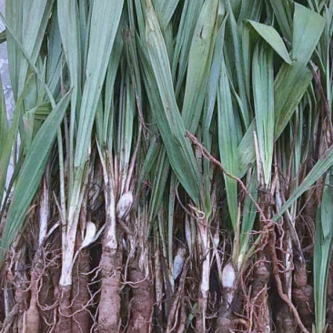 仙茅草纯野生现挖10斤起