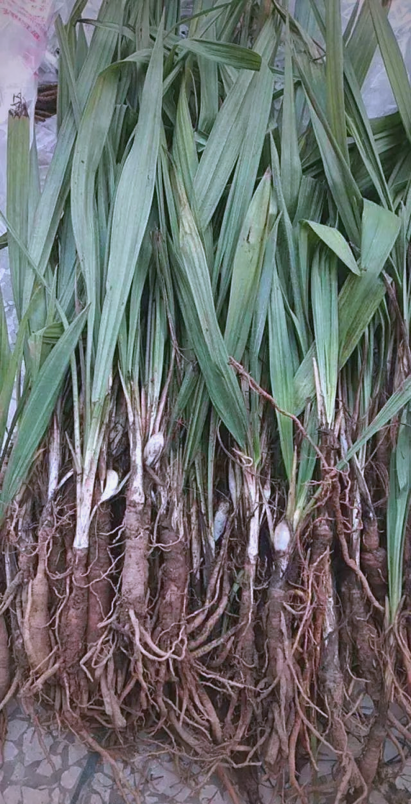 仙茅草纯野生现挖10斤起
