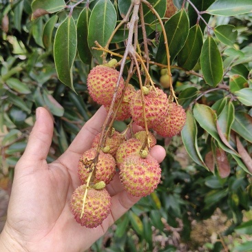 桂味