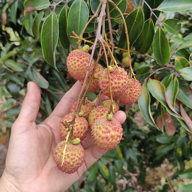 桂味