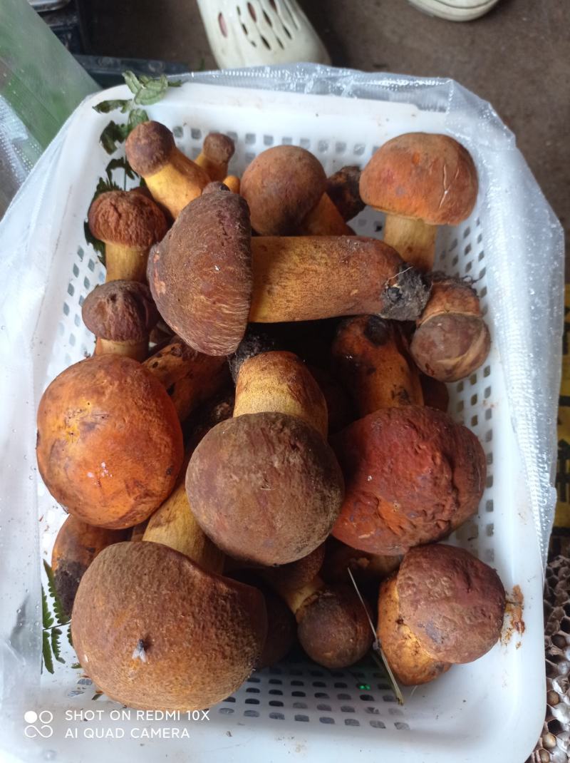 松茸、青头菌、鸡枞、黄牛肝、蜂蜜、蜂蛹……各种野味齐全。