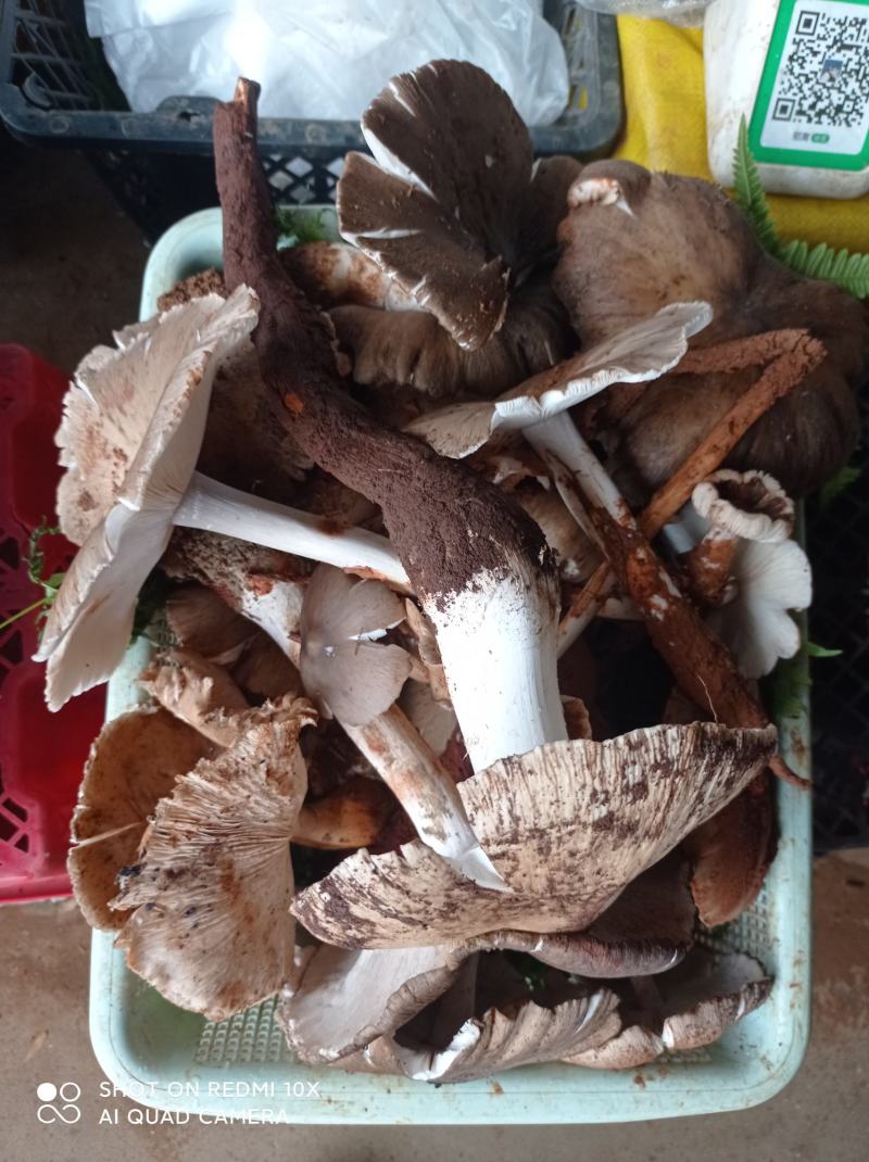 松茸、青头菌、鸡枞、黄牛肝、蜂蜜、蜂蛹……各种野味齐全。
