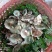 松茸、青头菌、鸡枞、黄牛肝、蜂蜜、蜂蛹……各种野味齐全。
