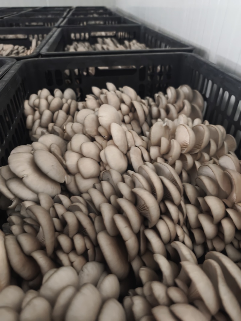 食用菌批发全国发货