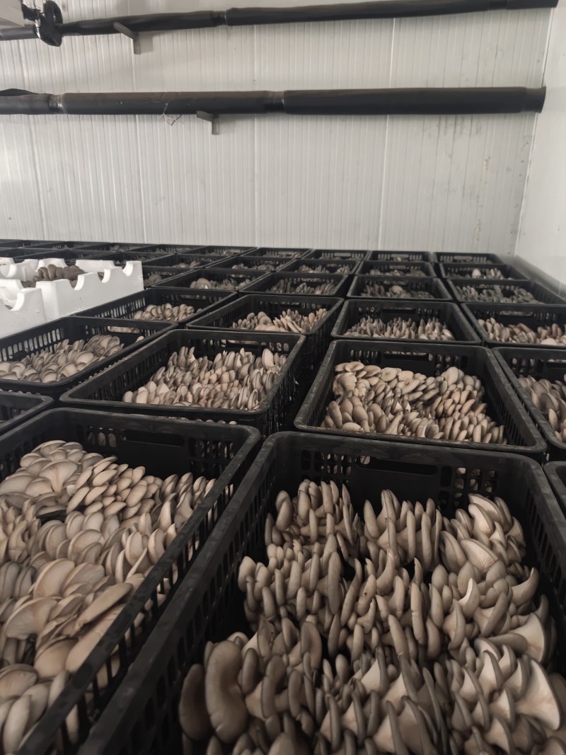 食用菌批发全国发货