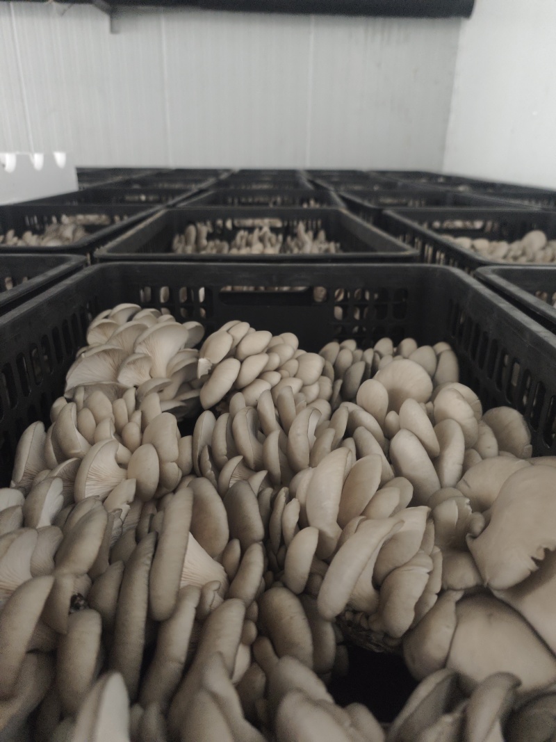 食用菌批发全国发货