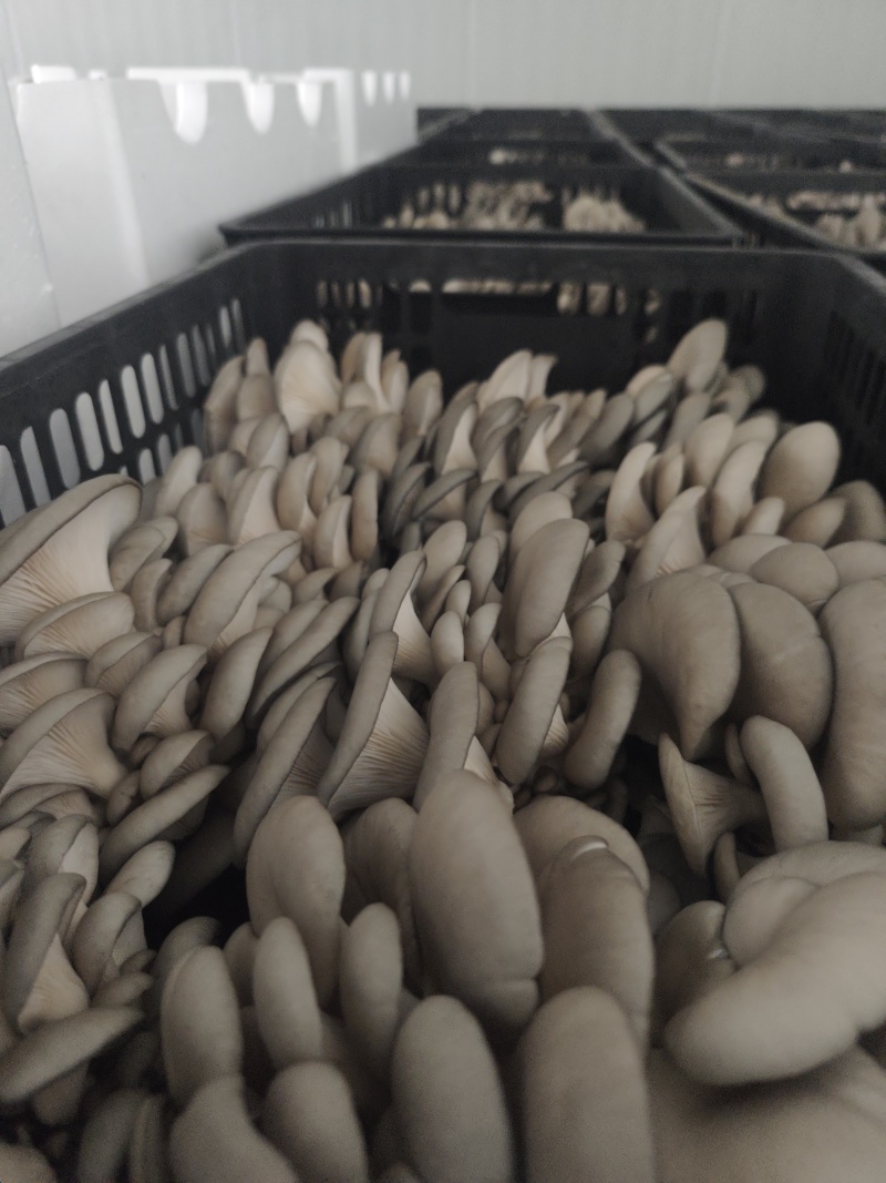 食用菌批发全国发货