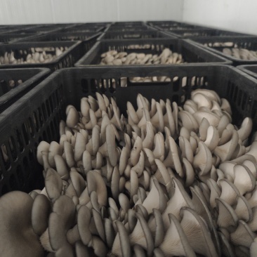 食用菌批发全国发货