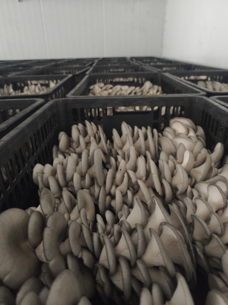 食用菌批发全国发货