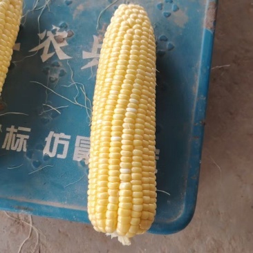 水果玉米，黏玉米大量有货，基地直发米粒饱满，欢迎全国各地
